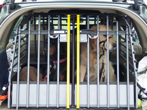 dog box for dacia