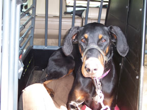 dog box for honda